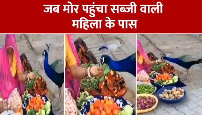 सब्जी वाली महिला के पास आया भूखा मोर, देखिए फिर क्या हुआ VIDEO