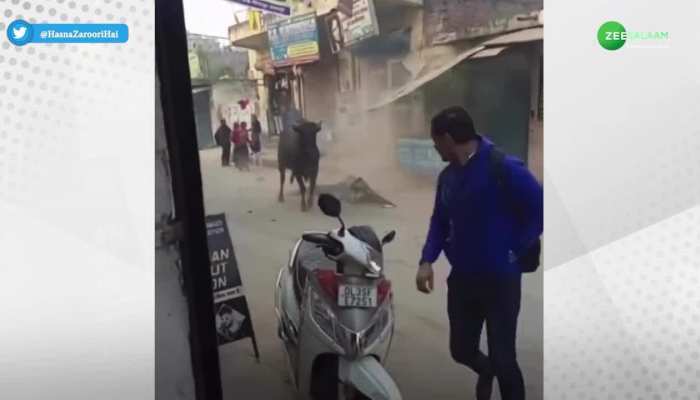 Video: लोगों के डर से दुकान पर चढ़ा साड़, लेकिन वजन ने नहीं दिया साथ; हो गया कांड!