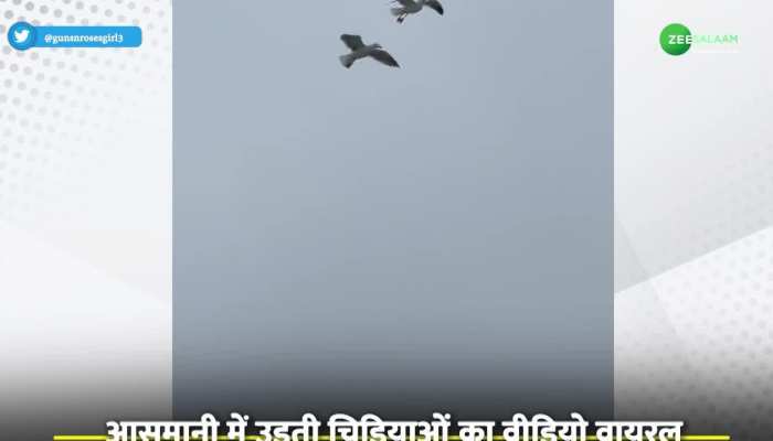 Video: आसमान में समुद्री पक्षियों का करतब देख हैरान हुए लोग, वीडियो हुआ वायरल!
