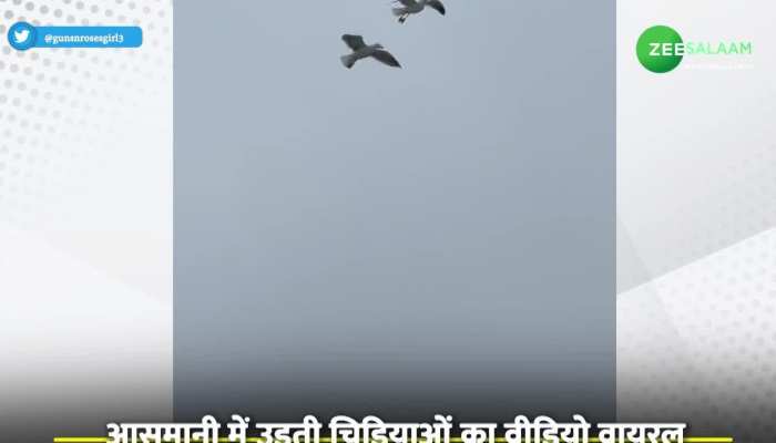 Seagull Viral Video: समुद्री पक्षियों ने आसमान में किया रोमांस, वायरल हो रहा वीडियो