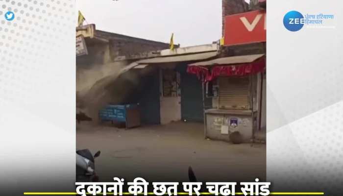 Viral video: दुकानों की छत पर चढ़ा गया सांड, लाल रंग देख लगाई छलांग, फिर हुआ कुछ ऐसा 