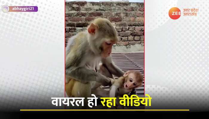 देखिए क्यूट बंदर और उसकी मां ये वीडियो, दोनी का प्यार लोगों को कर रहा इमोशनल VIDEO