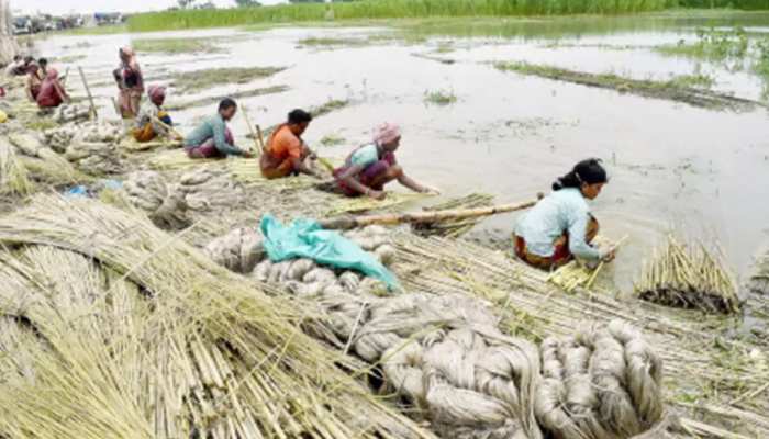 देश के 40 लाख किसानों को मोदी सरकार ने दी बड़ी सौगात, जूट की MSP में की भारी बढ़ोतरी