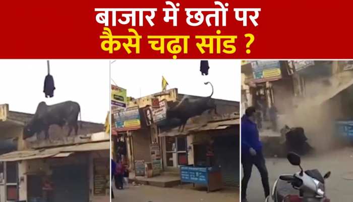 Viral Video: बाजार में दुकानों की छत पर चढ़ा सांड, मच गया हंगामा