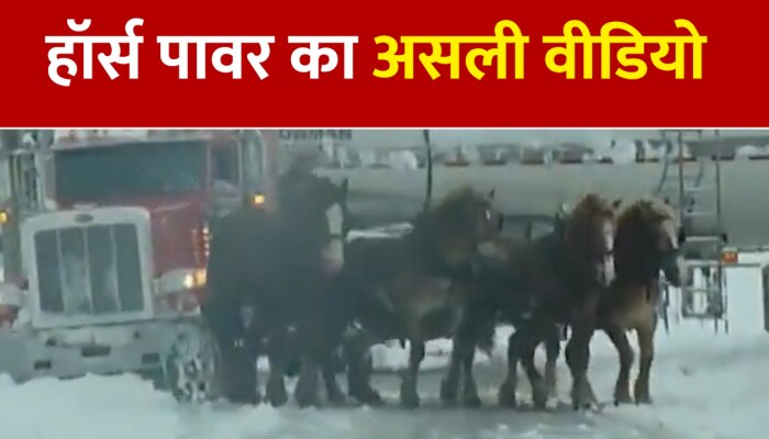 Horse Viral Video : सामने आया हॉर्स पावर का असली वीडियो, जमकर हो रहा है वायरल