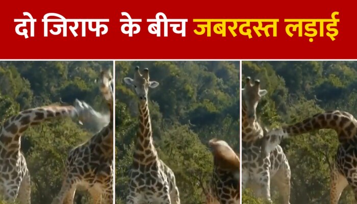 Giraffe Fighting : दो जिराफों के बीच हुई मजेदार लड़ाई, देखकर छूट जाएगी हंसी