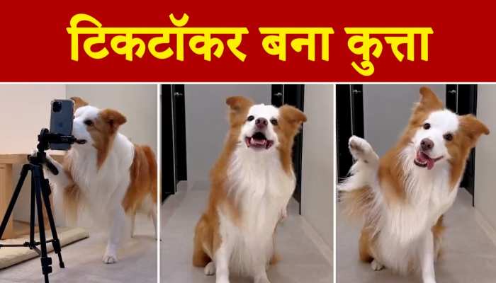 Dog Funny Video : वीडियो में देखिए टिकटॉक बनाने वाला है ये कुत्ता...
