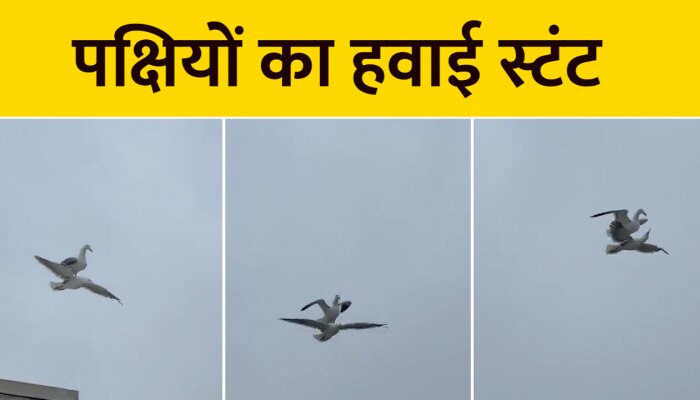 Seagull Viral Video: पक्षियों के जोड़े ने आसमान में किए बिंदास स्टंट, वीडियो हो रहा वायरल