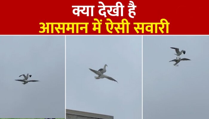 Seagull Viral Video: दो समुद्री पक्षियों ने आसमान में दिखाया ऐसा नजारा, वीडियो हो रहा वायरल