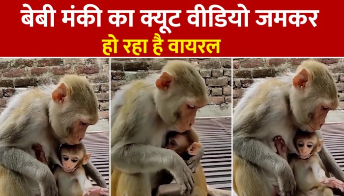 Monkey Viral Video : बेबी मंकी का ये क्यूट वीडियो जमकर हो रहा है वायरल