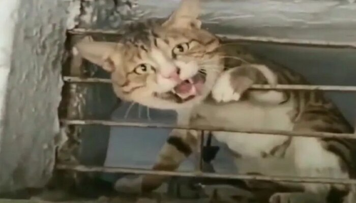 Heart-touching Video: ବଞ୍ଚି ରହିଛି ମାନବିକତା! ଲୁହା ଗ୍ରିଲରେ ଅଟକି ଯାଇଥିଲା ବିଲେଇର ମୁହଁ, ଏପରି ଜୀବନ ରକ୍ଷା କଲେ ଲୋକେ, ଦେଖନ୍ତୁ ଭିଡିଓ