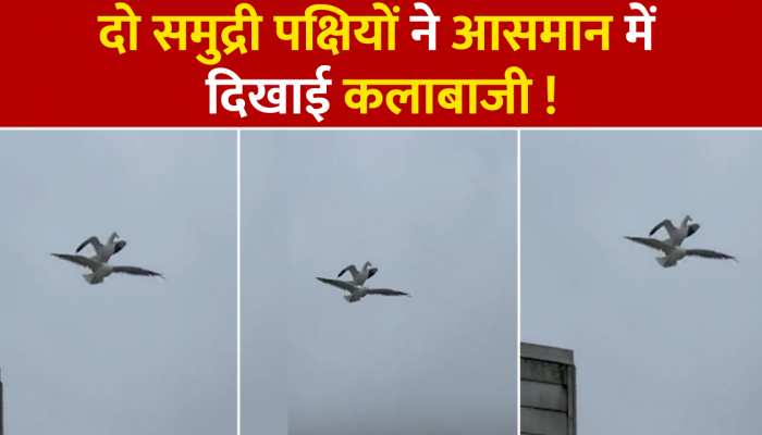 Seagull Viral Video: दो समुद्री पक्षियों ने आसमान में दिखाई कलाबाजी, लोग वीडियो देख रह गए हैरान