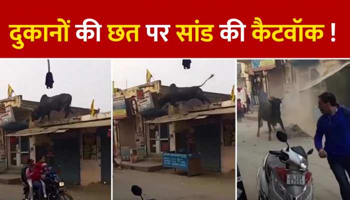 Viral Video: दुकानों की छत पर सांड की कैटवॉक देख, लोगों के उड़ गए तोते