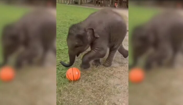 Baby Elephant: ମଣିଷଙ୍କ ପରି ଫୁଟବଲ୍ ଖେଳୁଛି ହାତୀ ଛୁଆ, ଭିଡିଓ ଦେଖିବା ପରେ ଆପଣ ବି କହିବେ 'ଆରେ ୱା'!