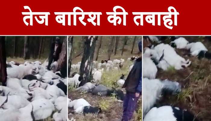 Uttarkashi: उत्तरकाशी में आसमान से गिरी गाज, आकाशीय बिजली गिरने से गई 300 से ज्यादा बकरियों की जान
