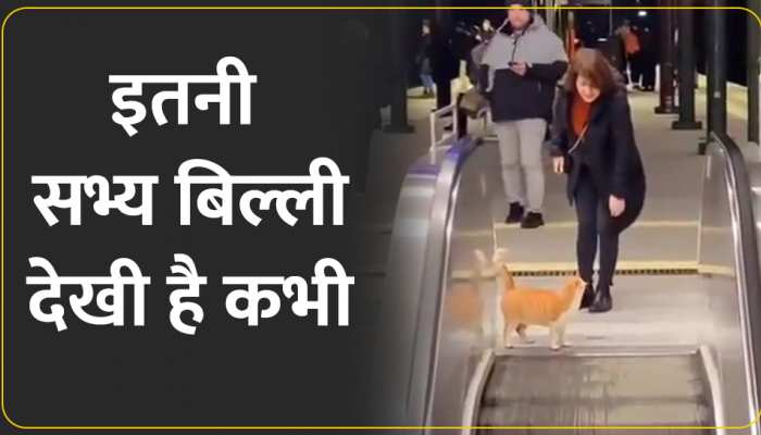 मॉल की एलिवेटेड सीढ़ियों पर बिल्ली की Catwalk देख हैरान रह जाएंगे आप, Watch Video