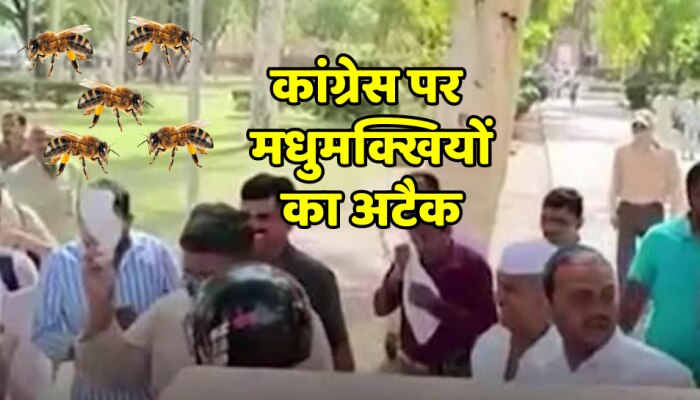 Bikaner News : कांग्रेस के सत्याग्रह स्थल पर मधुमक्खियों का अटैक, बाहर भागे मंत्री