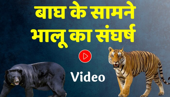 बाघ के सामने भालू का संघर्ष, वीडियो देख रोंगटे खड़े हो जाएंगे