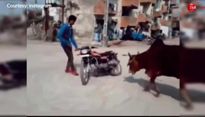 Viral Video: बाइक के साथ स्टंट कर रहा था लड़का, बैलों ने ऐसा दौड़ाया जन्मों तक रखेगा याद