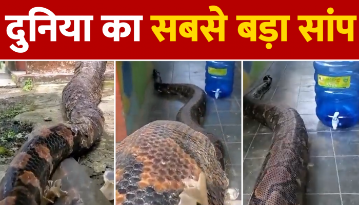 World Largest Snake Viral Video : विशालकाय सांप देखकर आपके रोंगटे हो जाएंगे खड़े, यहां देखिए वीडियो
