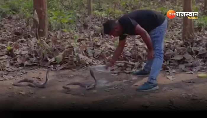 Viral Video : एक नहीं दो-दो गुस्साए खतरनाक कोबरा को पिलाया पानी, गुस्सा हुआ शांत