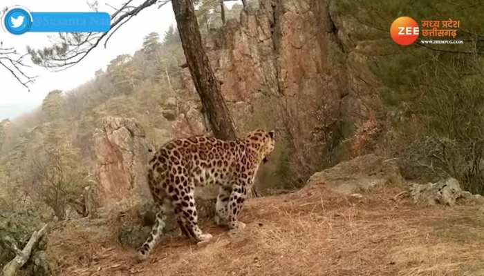 तेंदुआ कर रहा सूर्य नमस्कार, सोशल मीडिया पर यूजर्स कह रहे