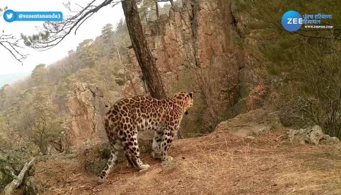 leopard Viral video: जंगल में सूर्य नमस्कार करता दिखा तेंदुआ, वीडियो देख लोगों ने कहा  'फिटनेस का राज'