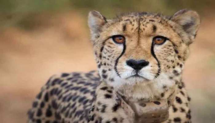 कूनो नेशनल पार्क में नामीबियाई चीते की मौत, अधिकारियों ने बताई यह वजह