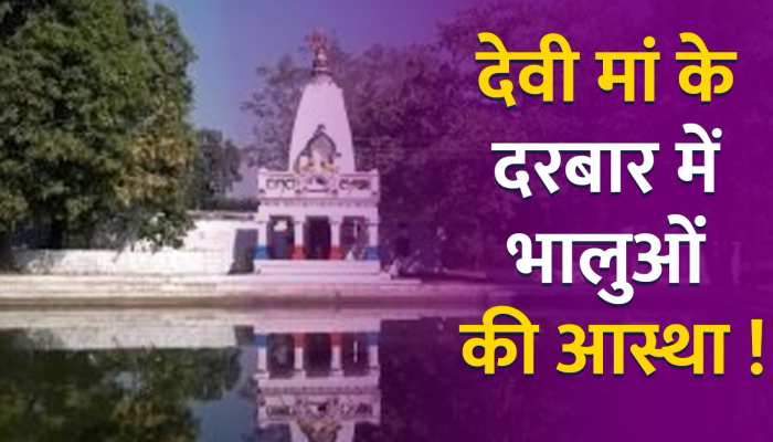 Mahasamund Temple: देवी मां के दरबार में भालुओं की आस्था, हुए हैं कई चमत्कार