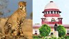 Kuno Cheetah Death: मादा चीता 'साशा' की मौत पर उठे सवाल! क्या अब SC पहुंचेगा मामला?