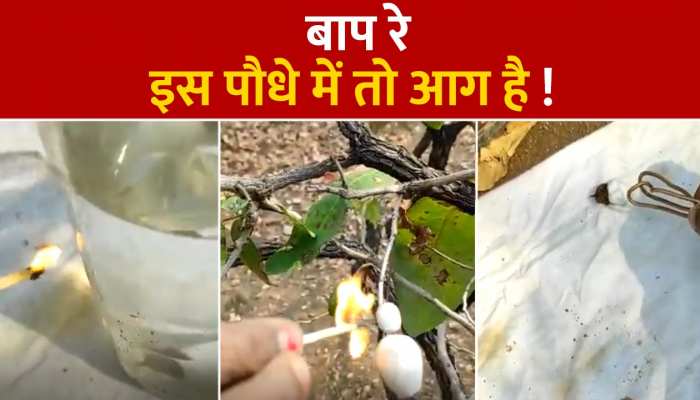 Ajab Gajab: सावधान ! इस पौधे के पास लाते ही जल उठती है माचिस की तीली