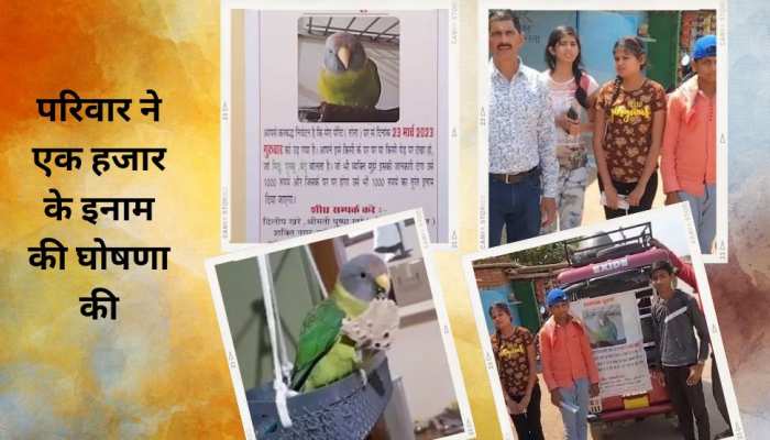 पालतू तोता उड़ गया..परिवार ने खाना-पीना छोड़ा, शहर में लगवाए चौंकाने वाले पोस्टर