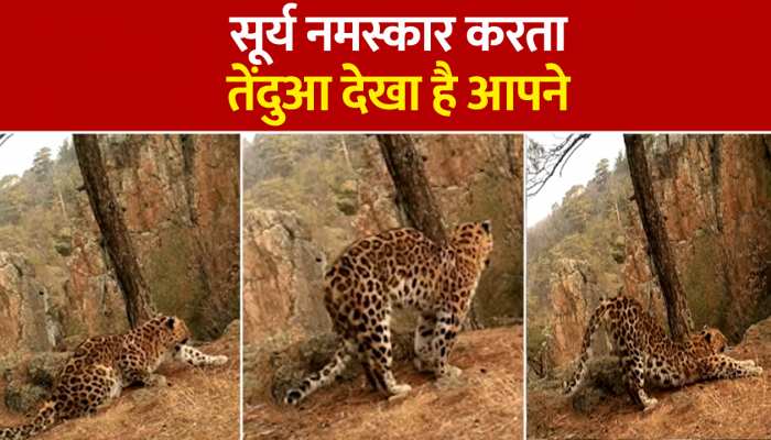 तेंदुए ने सिखाया सूर्य नमस्कार का मजेदार तरीका, Watch Video