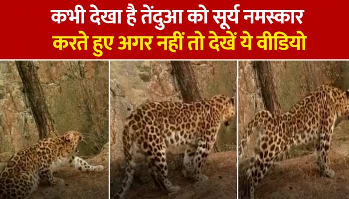 तेंदुआ कर रहा सूर्य नमस्कार, सोशल मीडिया पर यूजर्स कह रहे