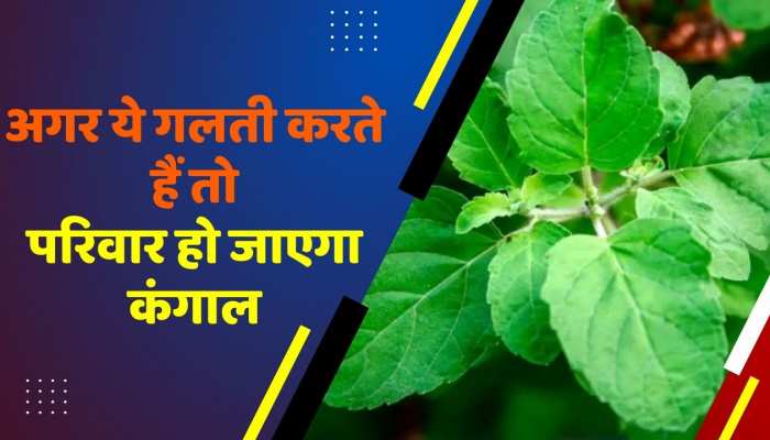 Tulsi Plant:तुलसी के पौधे के नजदीक गलती से भी न रखें ये चीजें, परिवार हो जाएगा कंगाल