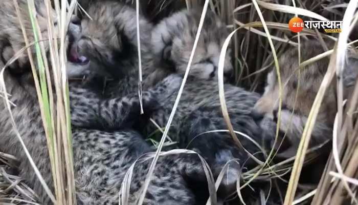 Viral Video : भारत में बढ़ा चीते का परिवार, भारत के इस कोने से आई खुशखबरी
