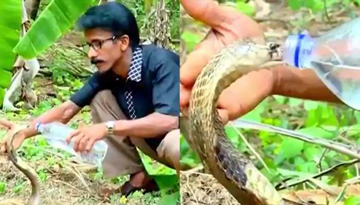 King Cobra की प्यास बुझाने के लिए शख्स ने किया ऐसा काम, Video देख खड़े हो गए रोंगटे