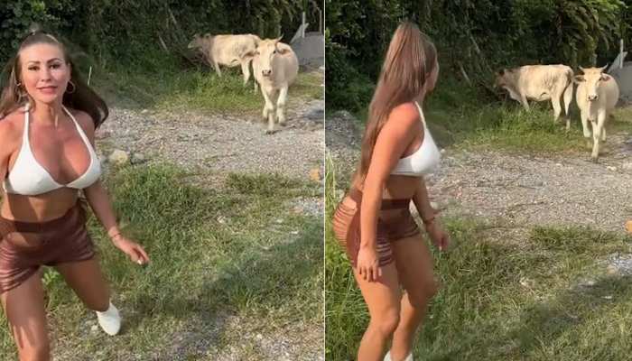 Bikini Girl खेत में दे रही थी पोज, पीछे से अचानक आई गाय ने दौड़ाया; हो गया बुरा हाल