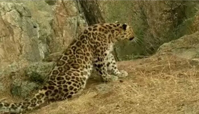 Leopard Surya Namaskar: ଚିତାବାଘ କରୁଛି ସୂର୍ଯ୍ୟ ନମସ୍କାର! IFS ଅଧିକାରୀ ସେୟାର କଲେ ଏହି ଭିଡିଓ, ମିଳୁଛି ଏହିପରି କମେଣ୍ଟ
