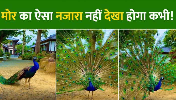 Peacock Video: मोर ने दिखाया अपने पंखों से ऐसा करतब, देखकर बन गया लोगों का दिन!