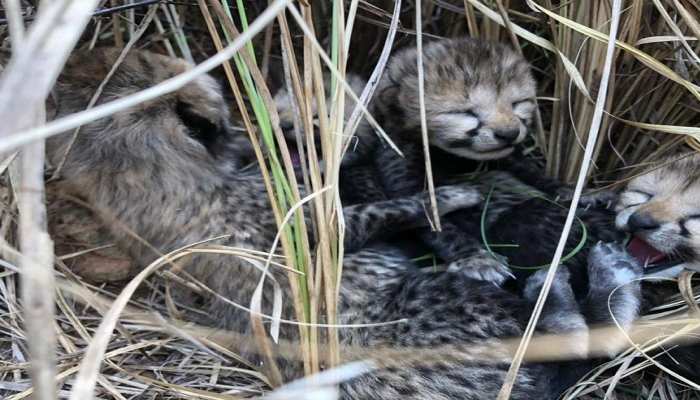 Cheetah: କୁନୋ ଜାତୀୟ ଉଦ୍ୟାନରୁ ଆସିଲା ଖୁସି ଖବର! ଚାରିଟି ଛୁଆ ଜନ୍ମ ଦେଲା ନାମ୍ବିଆରୁ ଆସିଥିବା ମାଇ ଚିତା, ଦେଖନ୍ତୁ ଭିଡିଓ