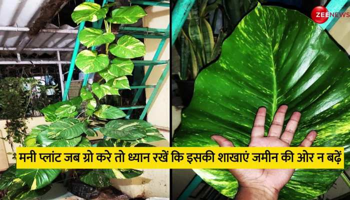 Money Plant: शुक्रवार को मनी प्लांट में पानी के साथ ये एक चीज डालने से होगा कमाल