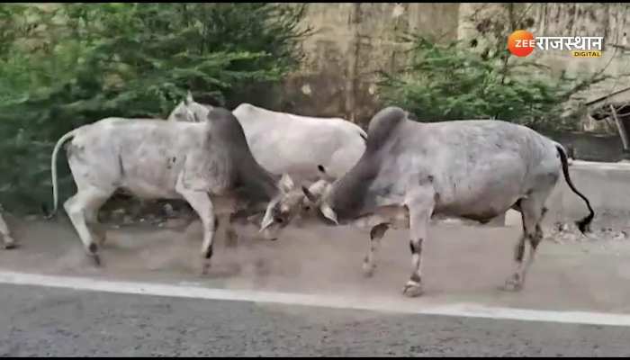 Viral Video : रामनवमी के जुलूस में हो गई सांड की खतरनाक लड़ाई, एक दुसरे को लगे घसीटने