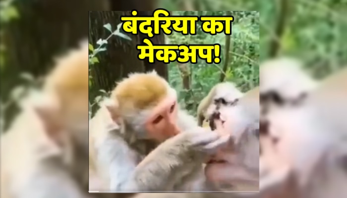 Viral Video : जंगल में बंदरिया का मेकअप करने लगा बंदर, वीडियो देख नहीं रुकेगी हंसी