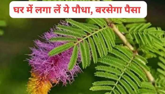 हर समस्या का रामबाण है ये पौधा, शनि की साढ़ेसाती से भी दिलाता है छुटकारा