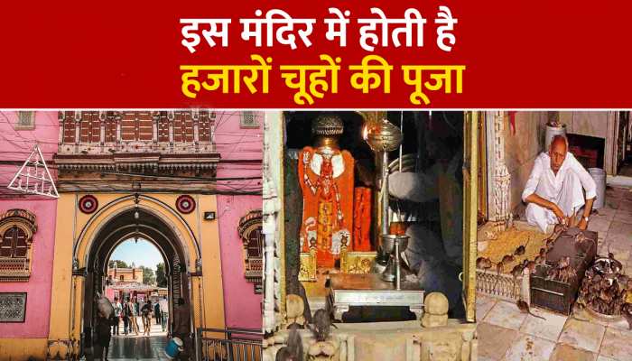 Bikaner Karni Mata Mandir: भारत के इस मंदिर में होती है चूहों की पूजा, भक्त खाते हैं चूहों का झूठा प्रसाद