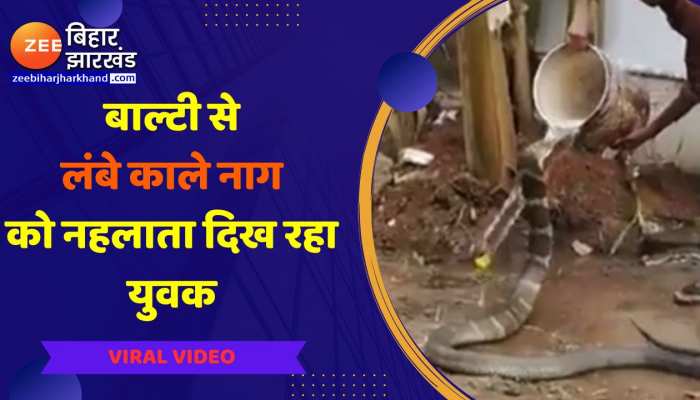 King Cobra को बिना डरे नहला रहा शख्स, वीडियो देखकर हैरान रह जाएंगे आप