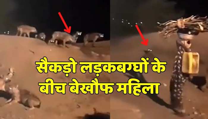 Viral Video : महिला को नहीं है खौफ सैकड़ों लकड़बग्घों के बीच से बेखौफ होकर गुजरी