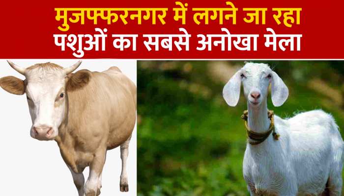 भैंस से लेकर बकरी तक करेगी कैटवॉक, यूपी में सजेगा अनोखा पशु मेला