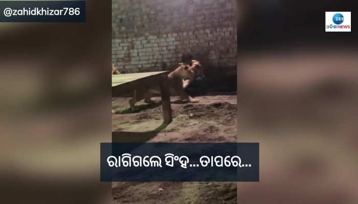 ପାର୍କରେ ବୁଲୁଥିବା ବେଳେ ଯୁବକଙ୍କୁ ଆଟାକ୍ କଲେ ଦୁଇ ସିଂହ, ଦେଖନ୍ତୁ ଭିଡିଓ